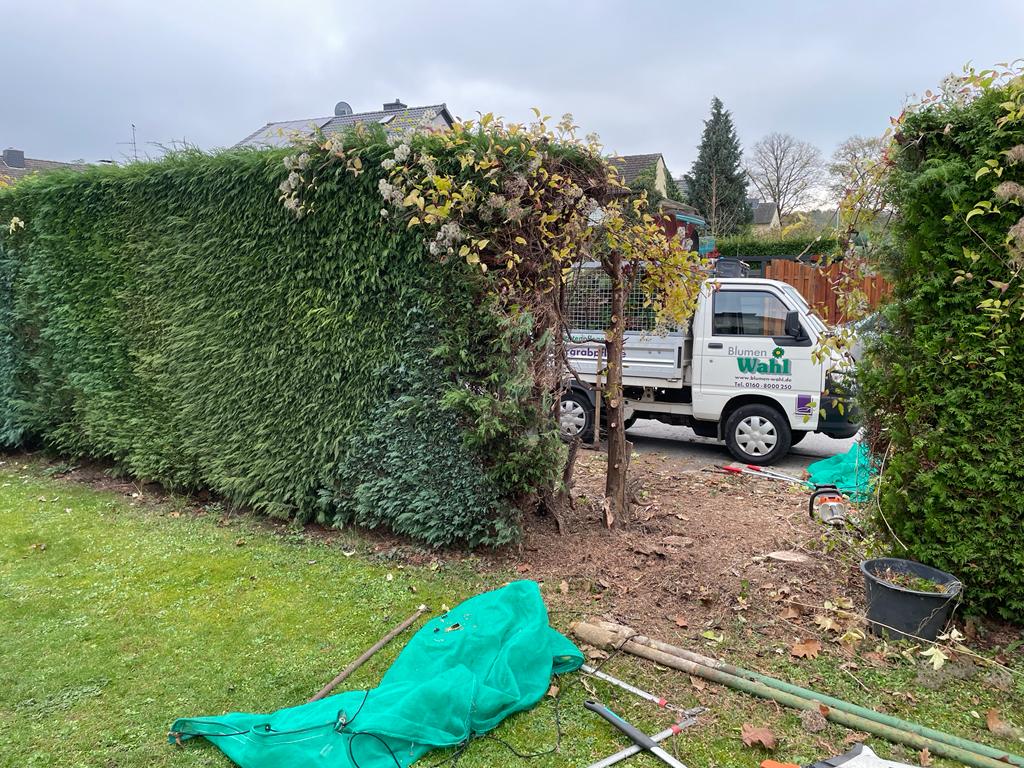 In Köln und Umgebung pflegt sich Blumen Wahl um Ihren Garten.